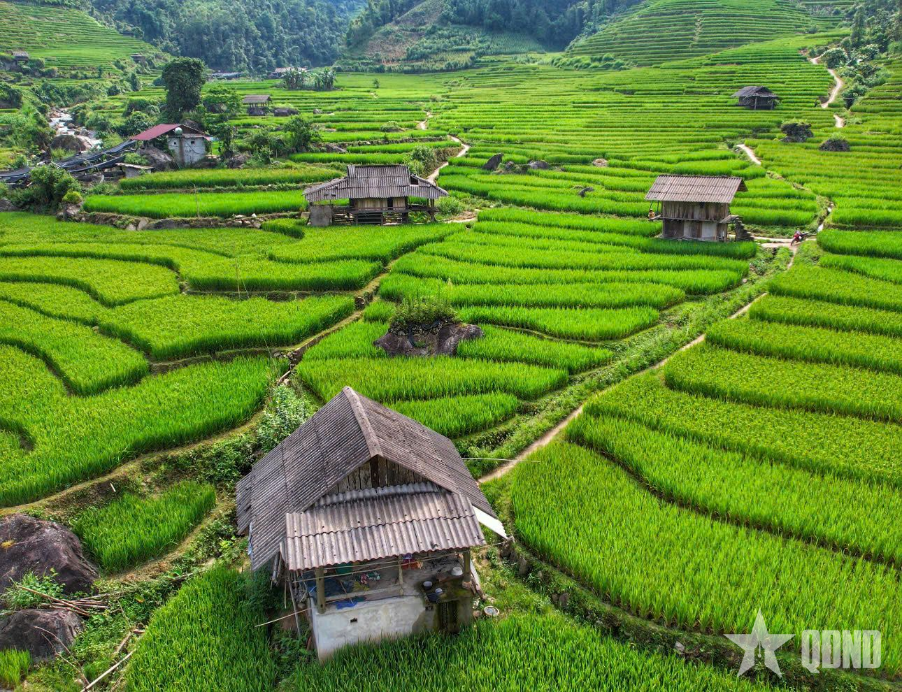 Sa Pa mùa xanh lúa